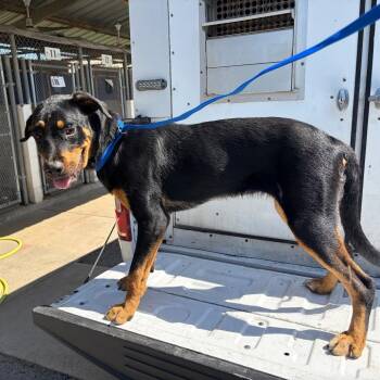 Kalua -  Rottweiler and Mixed Breed Dog for Adoption in Edinburg, Texas - Kalua | PetCurious