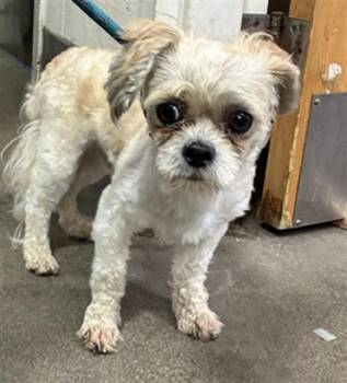 MICKEY -  Shih Tzu Dog for Adoption - MICKEY | PetCurious