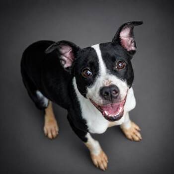 Bug -  Terrier and Mixed Breed Dog for Adoption in Bowling Green, Kentucky - Bug | PetCurious