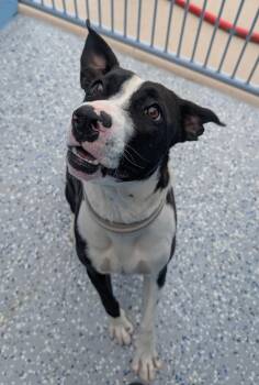 Pit Bull Terrier and Border Collie Dogs Available for Adoption in Benson, Arizona - Pita | PetCurious