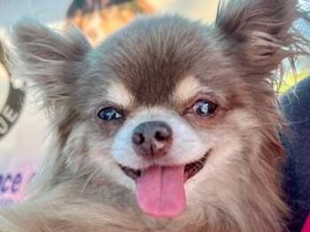 Chihuahua Dogs Available for Adoption in Ladson, South Carolina - Ronnie | PetCurious