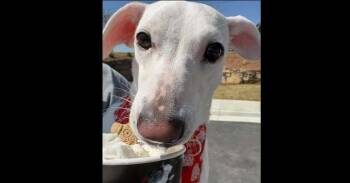 Terrier and Mixed Breed Dogs Available for Adoption in Thompson, Pennsylvania - POPPI | PetCurious