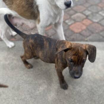 Boo -  Catahoula Leopard Dog and Terrier Dog for Adoption in Escondido, California - Boo | PetCurious