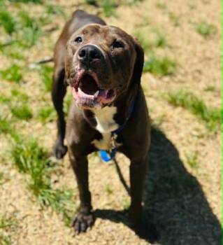 Mixed Breed Dogs Available for Adoption in West Chester, Pennsylvania - Morris | PetCurious