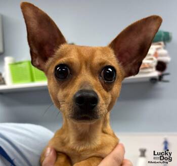 Chino -  Chihuahua Dog for Adoption in Washington, District Of Columbia - Chino | PetCurious