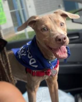Mixed Breed Dogs Available for Adoption - Colby | PetCurious