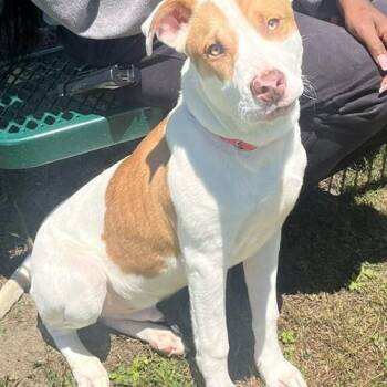 RYAN -  American Bully Dog for Adoption in Jefferson, Louisiana - RYAN | PetCurious
