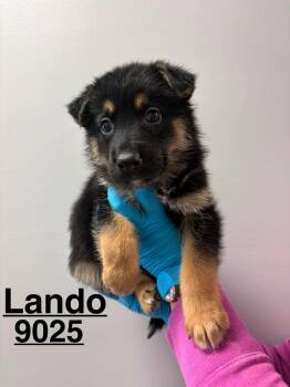 Lando -  German Shepherd Dog Dog for Adoption in East Haddam, Connecticut - Lando | PetCurious