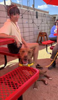 Labrador Retriever and Pit Bull Terrier Dogs Available for Adoption - GIBBS (GIBBY) | PetCurious