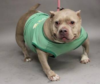 Bambi -  Bull Terrier and Pit Bull Terrier Dog for Adoption in Annapolis, Maryland - Bambi | PetCurious