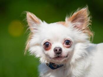 Carlito -  Chihuahua Dog for Adoption in Pointe-fortune, Quebec - Carlito | PetCurious