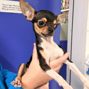 CT Biscuit avail Sep 30 -  Chihuahua and Mixed Breed Dog for Adoption in Stormville, New York - CT Biscuit Avail Sep 30 | PetCurious