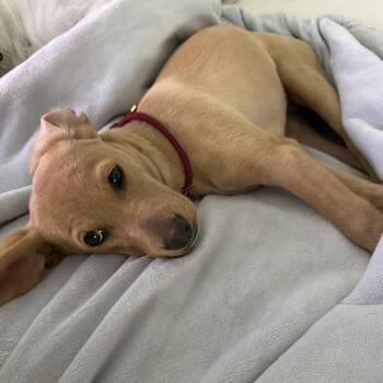 Dachshund Dogs Available for Adoption in Los Angeles, California - Indy | PetCurious