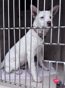 Siberian Husky and Australian Cattle Dog Blue Heeler Dogs Available for Adoption in Oklahoma City, Oklahoma - FRECKLES | PetCurious