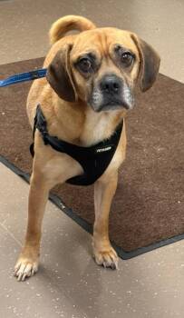Simba -  Pug and Beagle Dog for Adoption in South Bend, Indiana - Simba | PetCurious