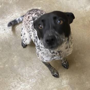 Kylie - 020201U -  Australian Cattle Dog Blue Heeler Dog for Adoption in Tupelo, Mississippi - Kylie - 020201U | PetCurious