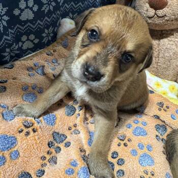 Mixed Breed Dogs Available for Adoption - Dodge | PetCurious