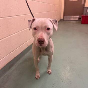 Mixed Breed Dogs Available for Adoption in Memphis, Tennessee - Lexie | PetCurious