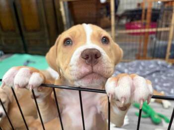 American Staffordshire Terrier and Boxer Dogs Available for Adoption in Sayreville, New Jersey - Mikaela | PetCurious