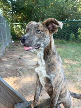 Oreo Cookie -  Shepherd Dog for Adoption in Little Rock, Arkansas - Oreo Cookie | PetCurious