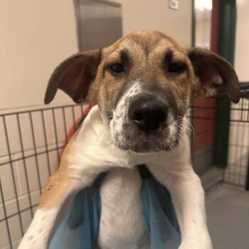 Shepherd and Mixed Breed Dogs Available for Adoption in Reno, Nevada - Damon | PetCurious