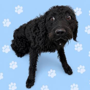 Mixed Breed Dogs Available for Adoption in Memphis, Tennessee - John | PetCurious