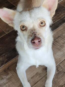 Lacie -  Dachshund Dog for Adoption in New River, Arizona - Lacie | PetCurious
