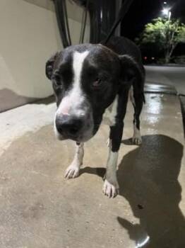 Brooke -  Terrier and Mixed Breed Dog for Adoption in Palm Coast, Florida - Brooke | PetCurious