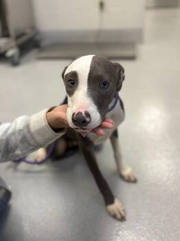 Petra -  Pit Bull Terrier and Mixed Breed Dog for Adoption in Chillicothe, Ohio - Petra | PetCurious