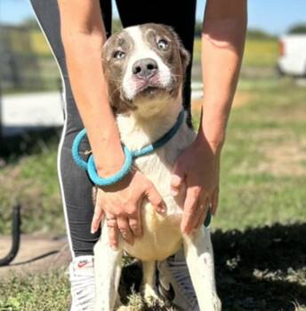 Rescue Terrier Dogs for Adoption in Franklin, Kentucky - Bronco | PetCurious