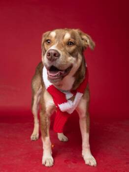 Mixed Breed Dogs Available for Adoption - Ariana | PetCurious