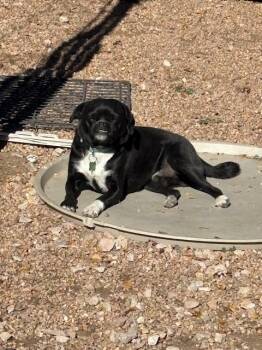 Rescue Pug Dogs for Adoption in Broomfield, Colorado - OTIS | PetCurious