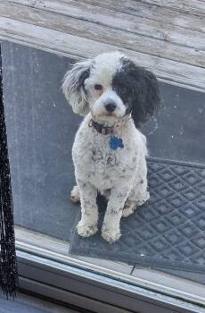 Poodle and Australian Shepherd Dogs Available for Adoption in Williamsburg, Iowa - Lotto | PetCurious