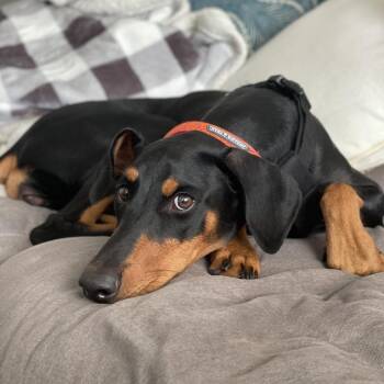 Saatchi -  Doberman Pinscher Dog for Adoption in Los Angeles, California - Saatchi | PetCurious