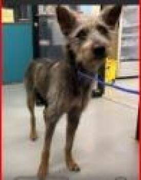 Willowmina -  Wirehaired Terrier Dog for Adoption - Willowmina | PetCurious