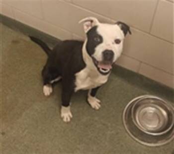 Mixed Breed Dogs Available for Adoption - SPUTNIK | PetCurious