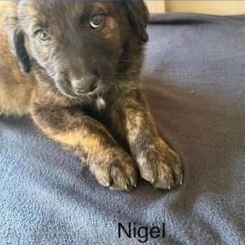 Nigel (N Litter) -  Mixed Breed Dog for Adoption - Nigel (N Litter) | PetCurious