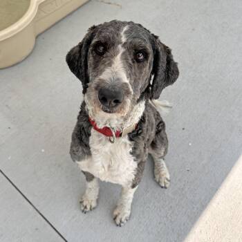 Sparky -  Mixed Breed Dog for Adoption in Hailey, Idaho - Sparky | PetCurious