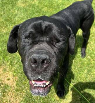 Sully -  Cane Corso Dog for Adoption in Pittsburg, California - Sully | PetCurious