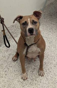 BEELY BOPPER -  Pit Bull Terrier and Mixed Breed Dog for Adoption in Atlanta, Georgia - BEELY BOPPER | PetCurious