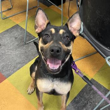 Moe -  Mixed Breed Dog for Adoption in Philadelphia, Pennsylvania - Moe | PetCurious