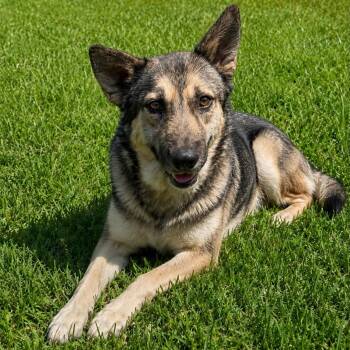 BEN GS -  German Shepherd Dog and Siberian Husky Dog for Adoption in Lucas, Texas - BEN GS | PetCurious
