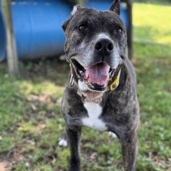 Lily -  American Staffordshire Terrier and Mixed Breed Dog for Adoption in Ashtabula, Ohio - Lily | PetCurious