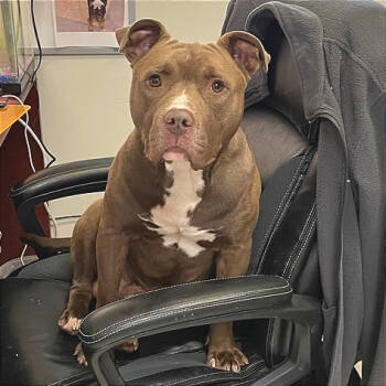 Rescue Mixed Breed Dogs for Adoption in Chattanooga, Tennessee - Kano | PetCurious