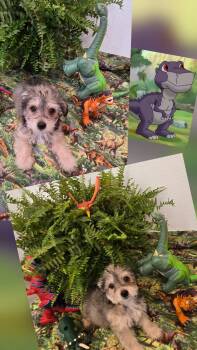 Chomper -  Yorkshire Terrier and Terrier Dog for Adoption in Oakdale, California - Chomper | PetCurious