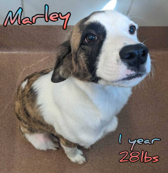 Rescue Hound Dogs for Adoption in Holbrook, New York - MARLEY | PetCurious