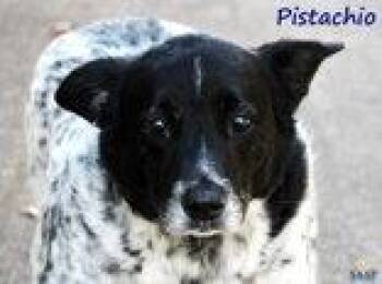 Chihuahua and Australian Shepherd Dogs Available for Adoption in Newport, Kentucky - Pistachio | PetCurious