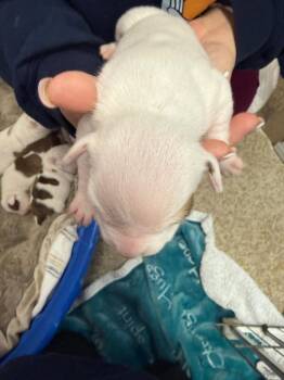 Pit Bull Terrier and Mixed Breed Dogs Available for Adoption - Cedric | PetCurious