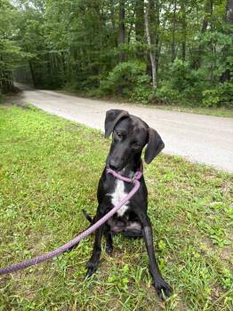 Raven -  Feist Dog for Adoption in Frenchburg, Kentucky - Raven | PetCurious