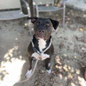 Sami -  Pit Bull Terrier and Mixed Breed Dog for Adoption in Riverside, California - Sami | PetCurious